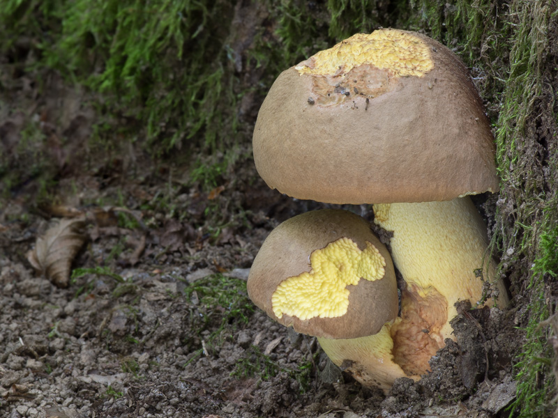 Boletus appendiculatus